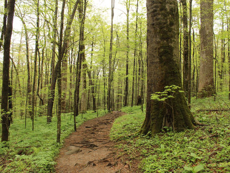 Mother Nature Monday: The Giant Tulip Poplars