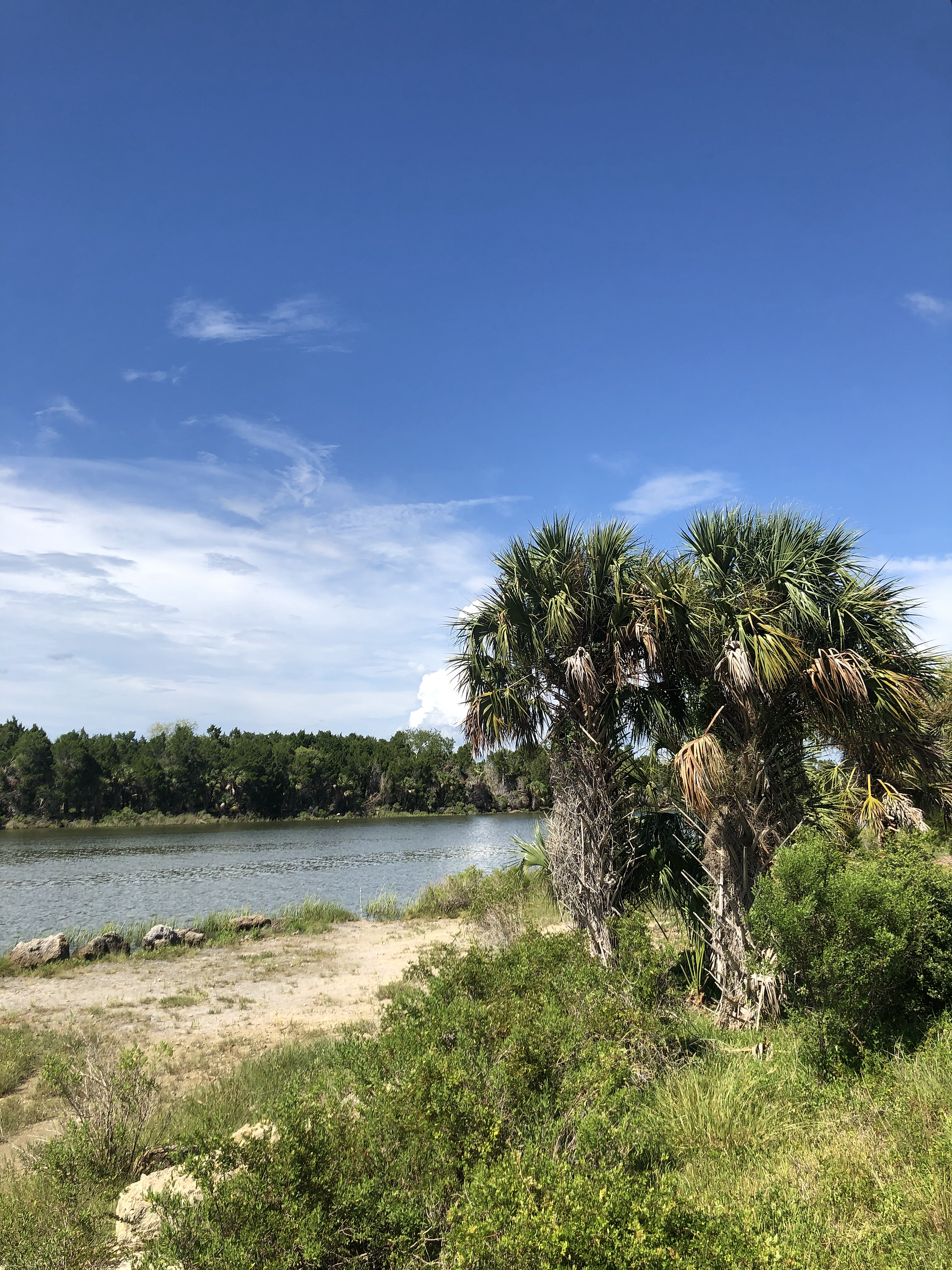 Scenic view of river with trees and blue sky background on a sunny day.