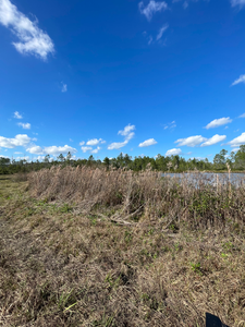 Grassy field with tall grass, blue sky, and a body of water in the background.