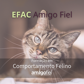 INSTAGRAM AMIGO FIEL - GATOS (1).png