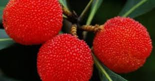 yum berry.jpeg