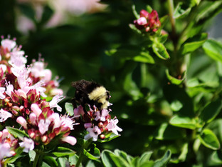 Yellow-face Bumble Bee