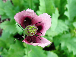 magical mystery garden