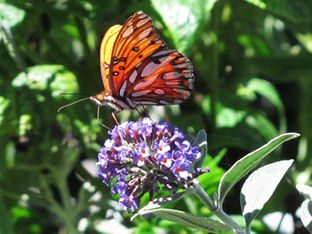 The Gulf Fritillary