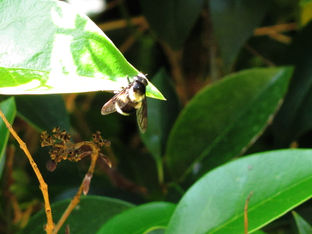 California Bumble Bee!