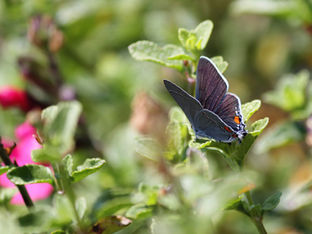 Butterflies in the Garden