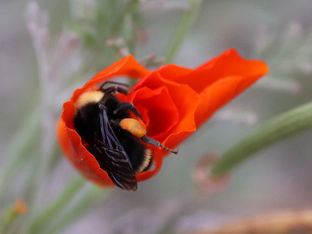 Sing a lullaby for the sleeping Yellow-Faced Bumble Bees
