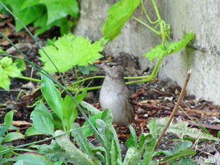 Gold Crowned Sparrow