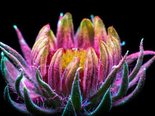 Ultraviolet light, flowers and pollinators