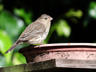 Young House Finch Visitor