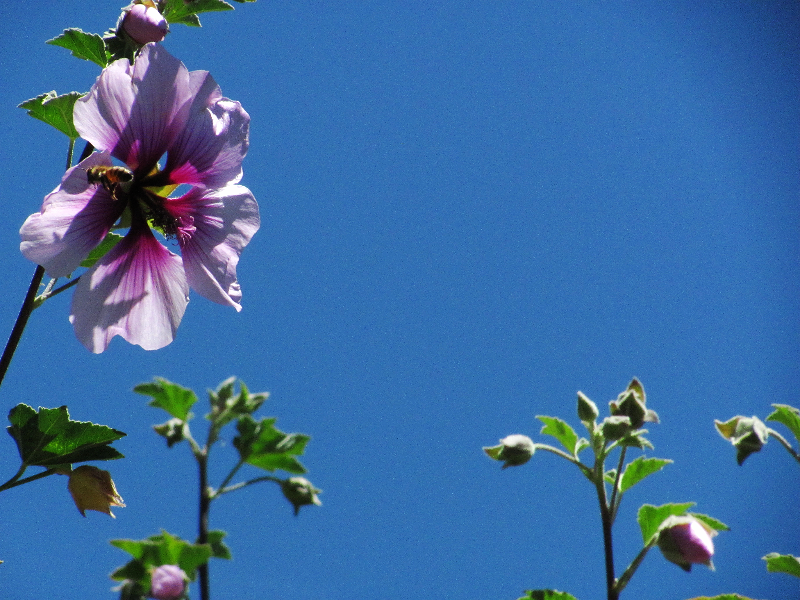 lavatera June 21 b_edited.JPG
