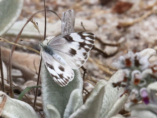 A Checkered White