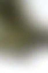 Oficerki wężowe zielone czubki