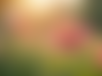 Eye-level view of blooming flowers in a serene garden, representing personal growth.