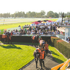 "ROCKY" THE RACEHORSE A REAL KNOCKOUT
