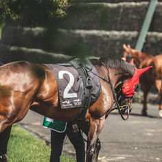 TEAM KEARNEY BACK IN WINNING LIST WITH JONJO'S COMET