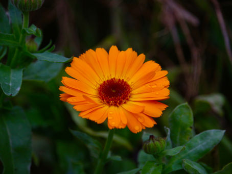 La naturopathie au service des animaux : ma pratique