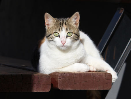 Domestication & évolution du système digestif