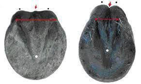 Huile essentielle et vinaigre ? Ou pas !