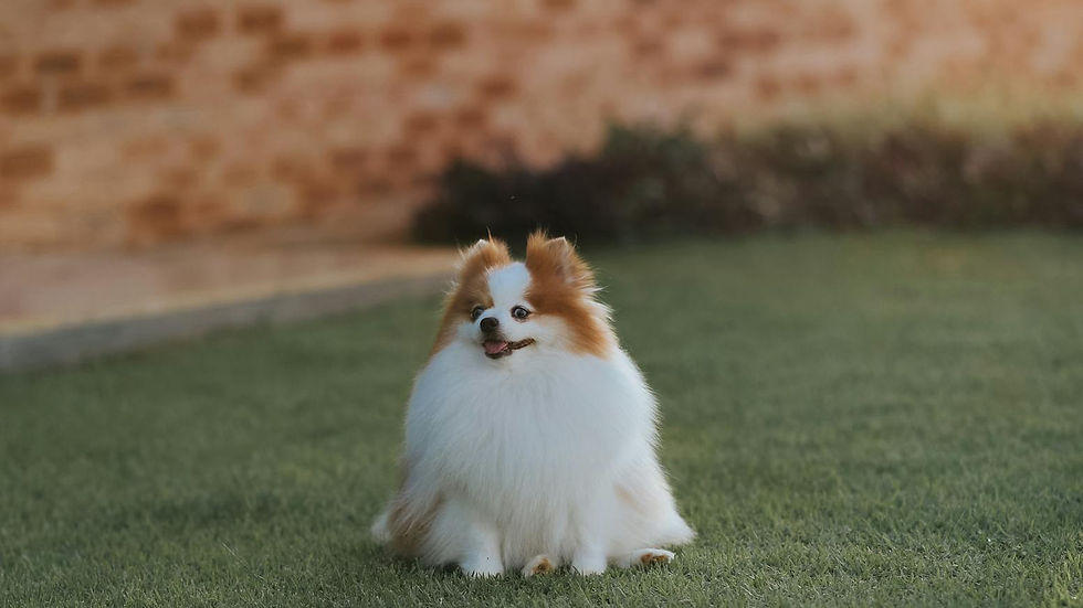 Adorable fluffy Pomeranian dog sitting on a sunny lawn near a rustic brick wall.