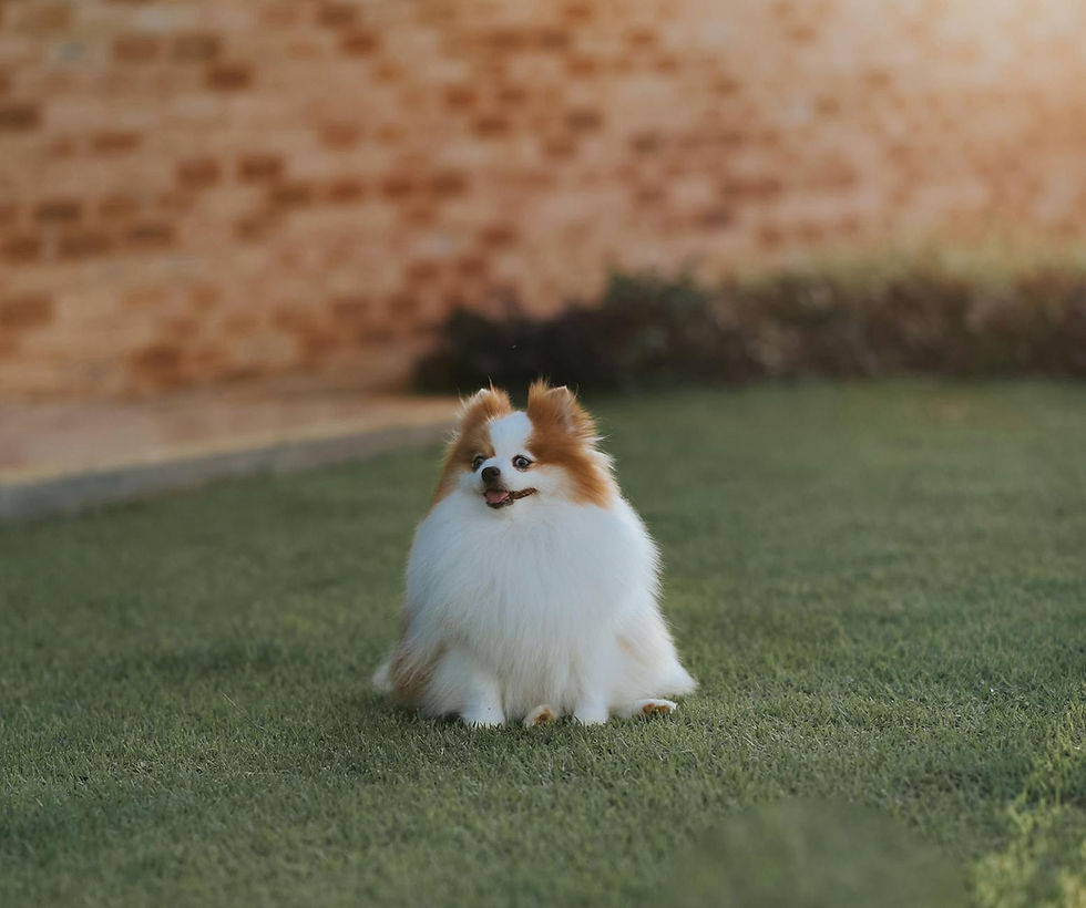 Effective Lawn Deodorizing: Get Rid of Urine Spots and Odors