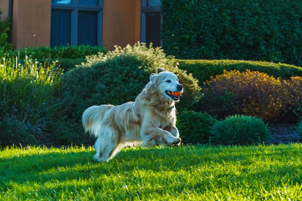Weekly Pet Waste Removal: Save Time and Reduce Stress