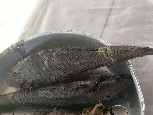 pesca.jpg