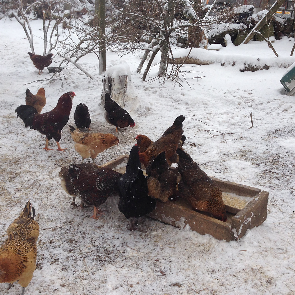 Thumbnail: Fowl - Whole Retired Hen - 2.6 - 2.9lbs