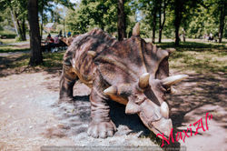 21. Трицератопс MG_7298 (5)