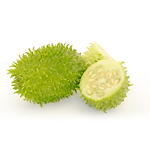 Muda Viveiro BrazPlant maxixe