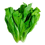 Muda Viveiro BrazPlant almeirao