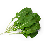 Muda Viveiro BrazPlant rucula