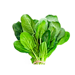 Muda Viveiro BrazPlant espinafre