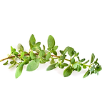 Muda Viveiro BrazPlant oregano
