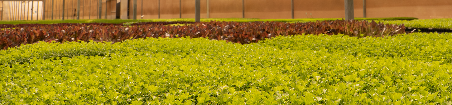 Mudas Viveiro BrazPlant