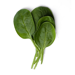 Muda Viveiro BrazPlant agrião