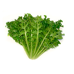 Muda Viveiro BrazPlant chicoria