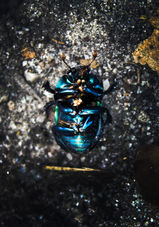 2021_0624_Beetle Belly.jpg