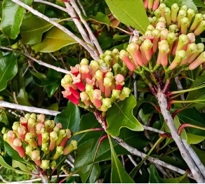 KARANFİL BAHARATI HİDROSOLÜ