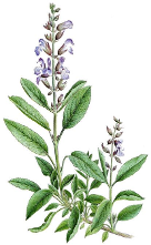 Küçük resim: Adaçayı Hidrosolü