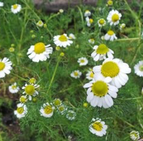 TIBBİ PAPATYA HİDROSOLÜ