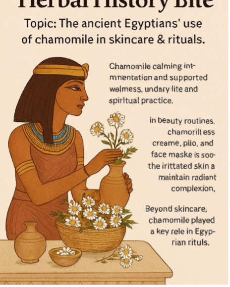 Küçük resim: Tıbbi Papatya Hidrosolü