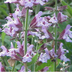 ADAÇAYI (Salvia officinalis) HİDROSOLÜ