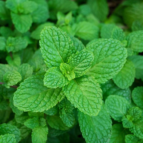 TIBBİ NANE HİDROSOLÜ