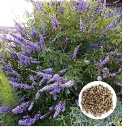 Küçük resim: Hayıt Hidrosolü