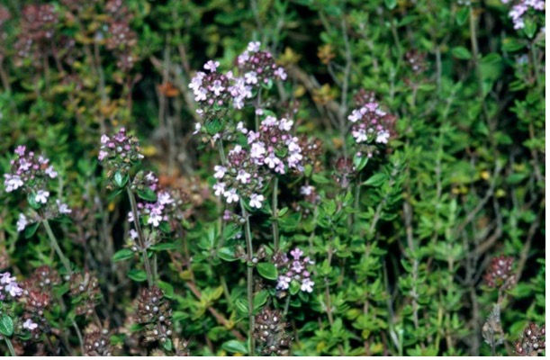 Thumbnail: Thyme Hydrosol