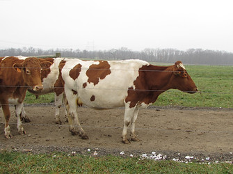 Image of dairy cows in a pasture; nutrient management; management BMP