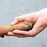 Animal Welfare