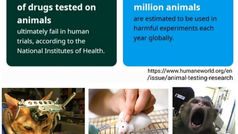 The Ignored Suffering: Animal Testing Worldwide