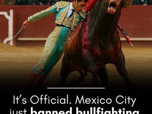 Bull Fighting ban